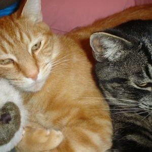 Meet your Posher, Carole